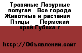 Травяные Лазурные попугаи - Все города Животные и растения » Птицы   . Пермский край,Губаха г.